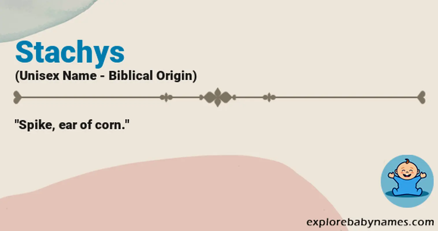 Meaning of Stachys